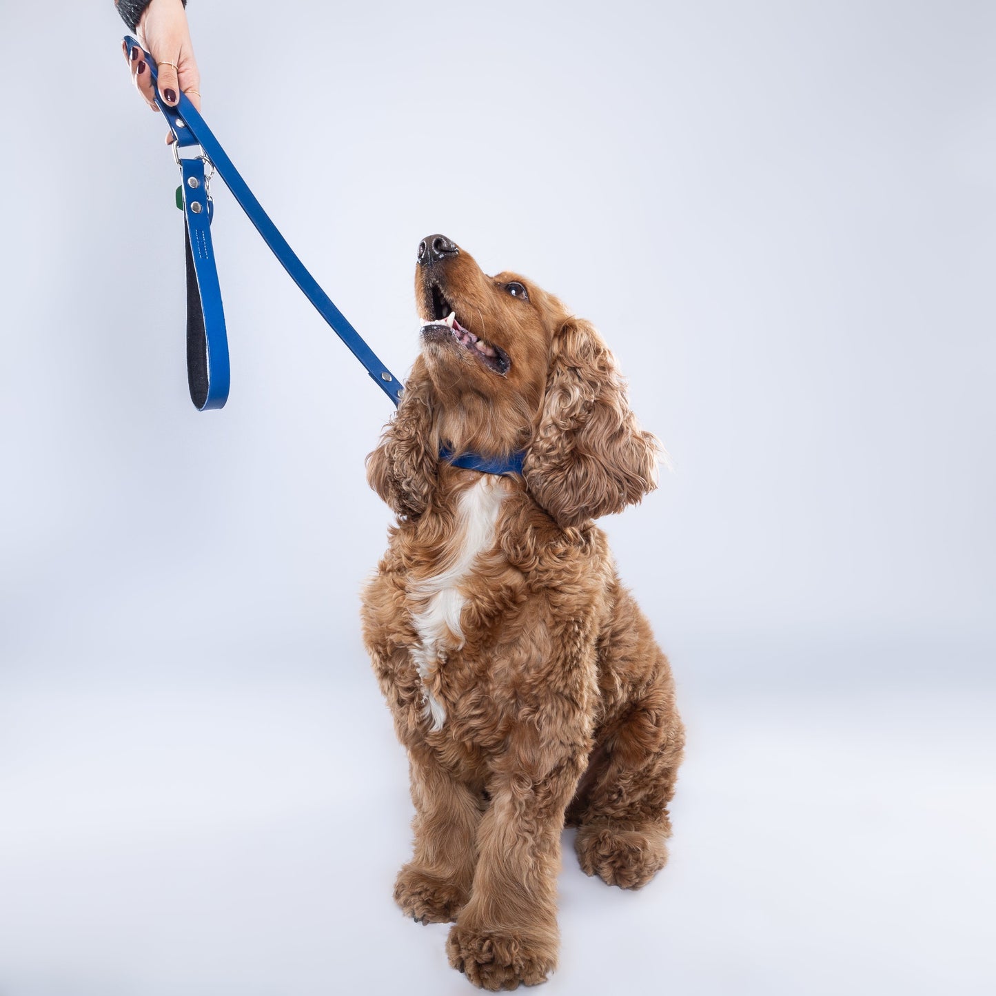 Blue PawFlex Leash