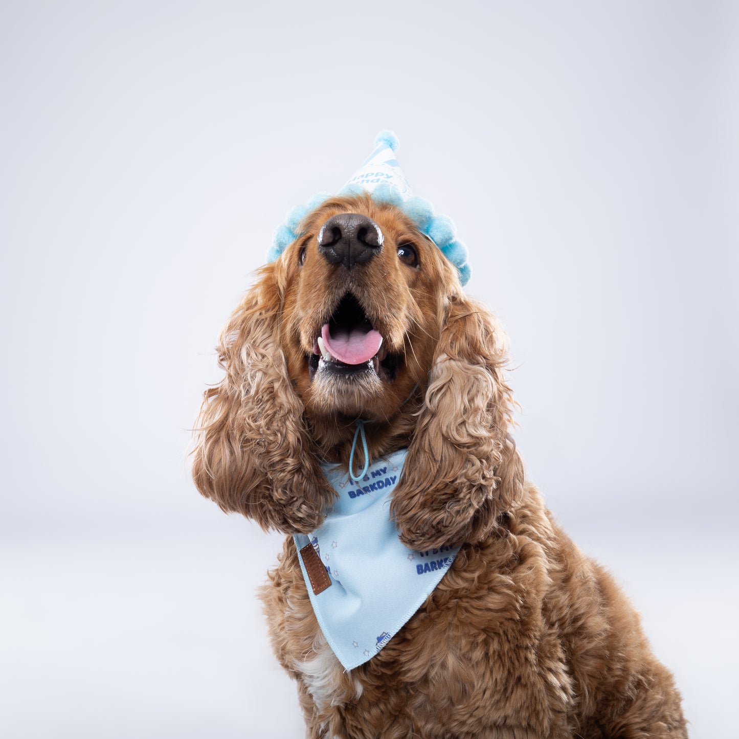 It's My Barkday Blue - Bandana