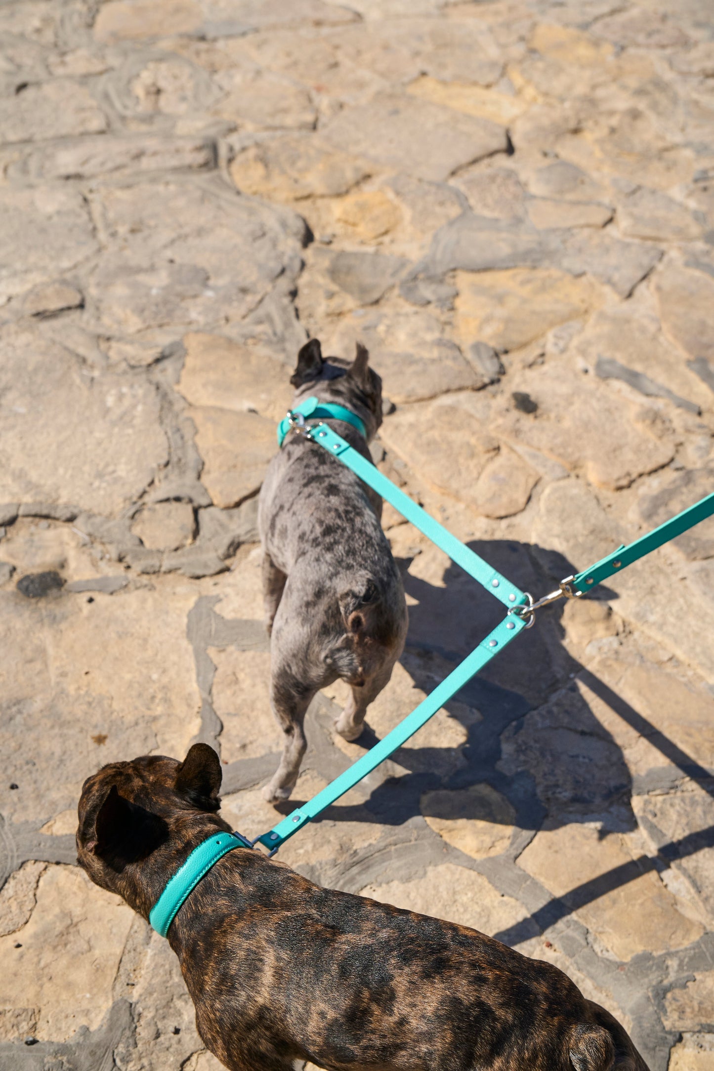 Teal Leash Splitter