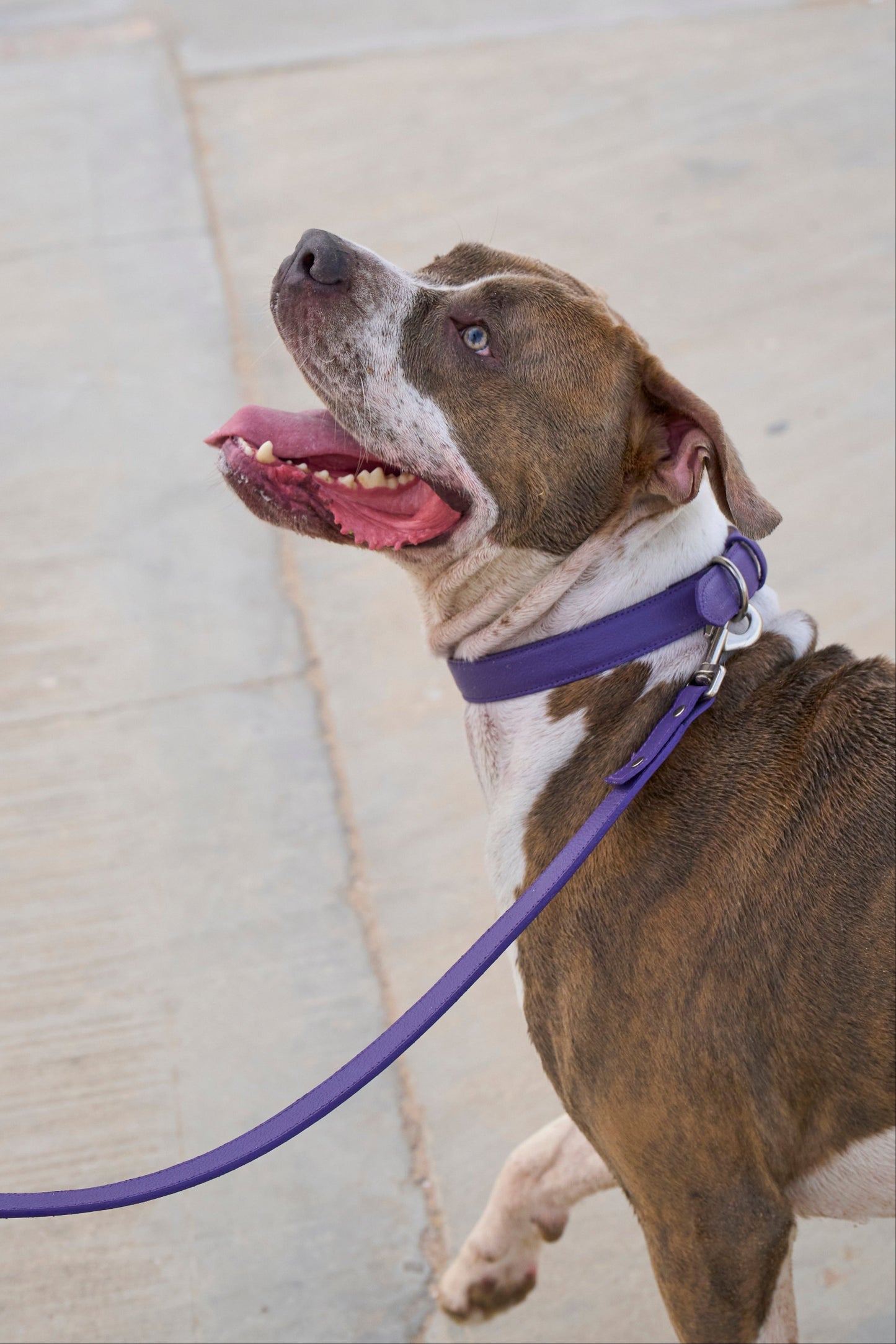 Purple Leather Collar