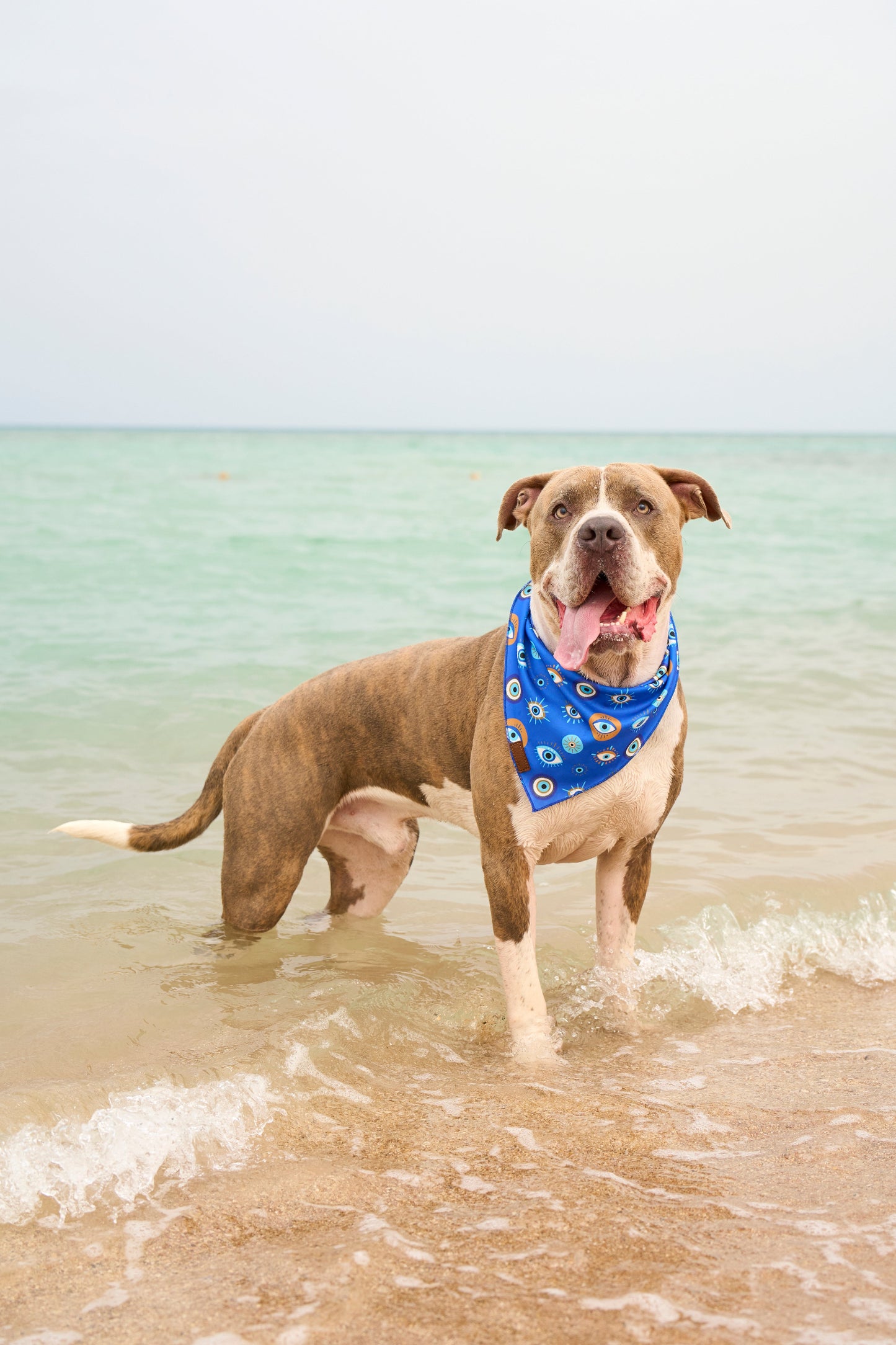 Pawtective Eye - Bandana