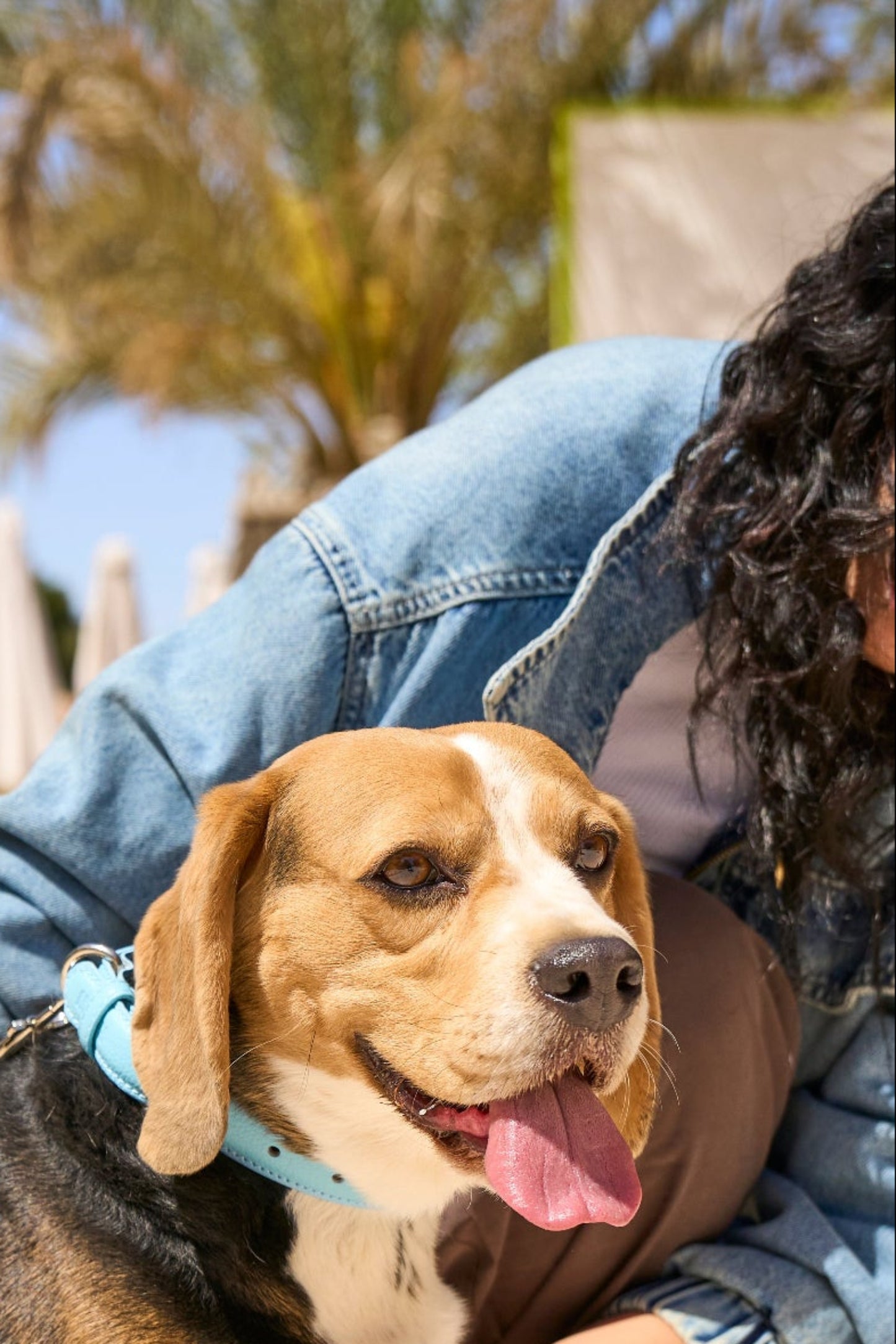 Sky Blue Leather Collar
