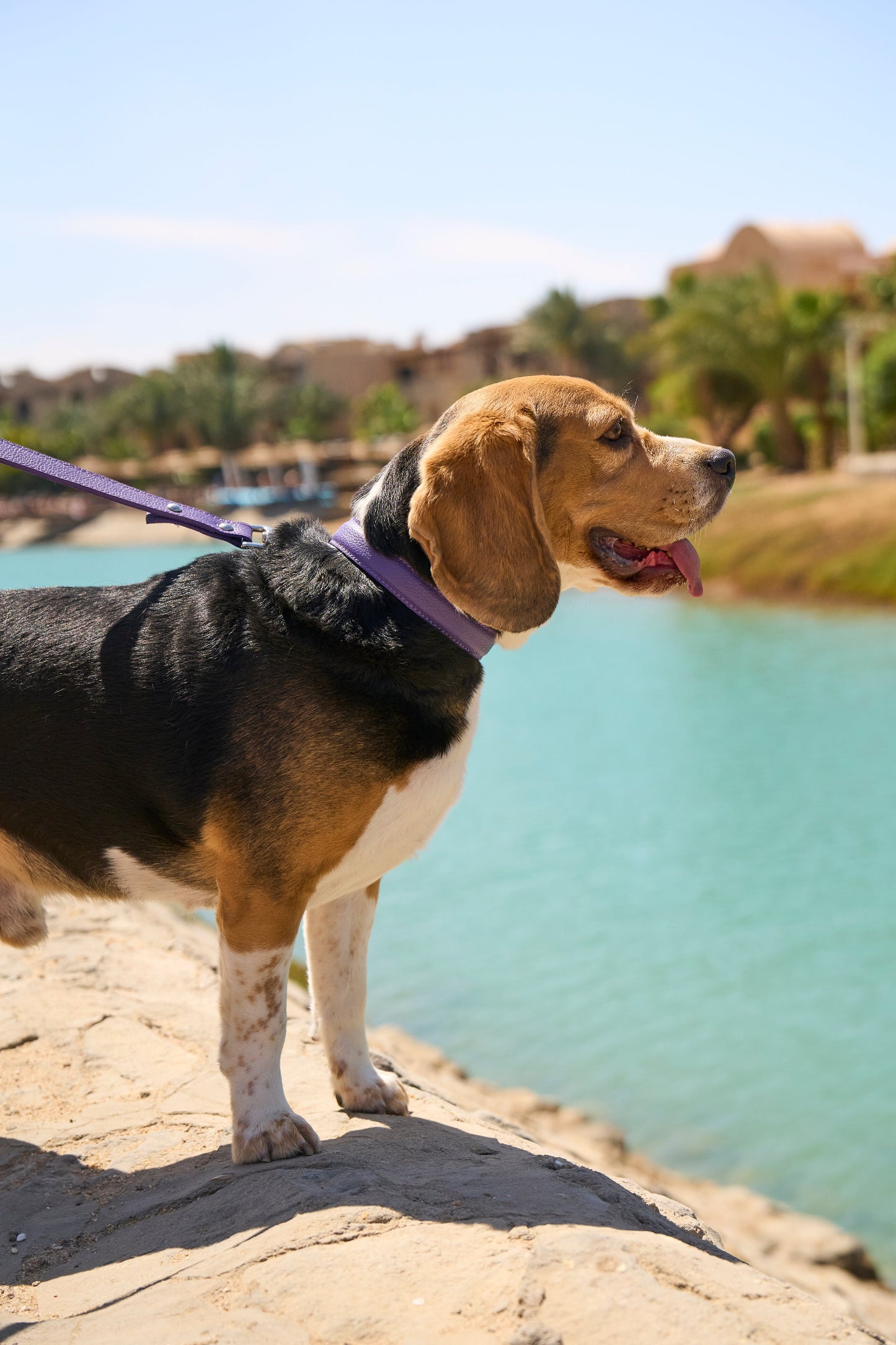 Purple Leather Collar
