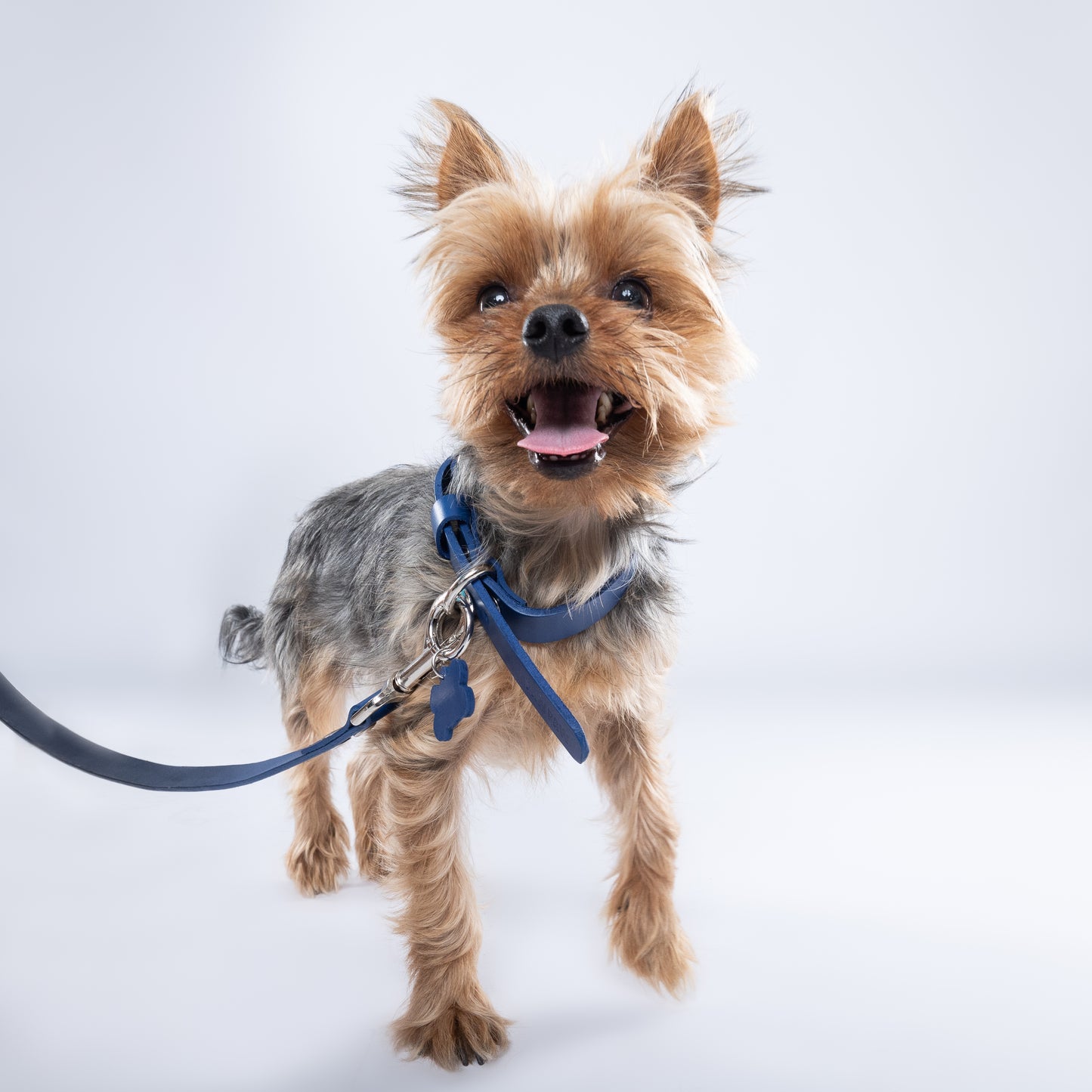 Blue Leather Collar